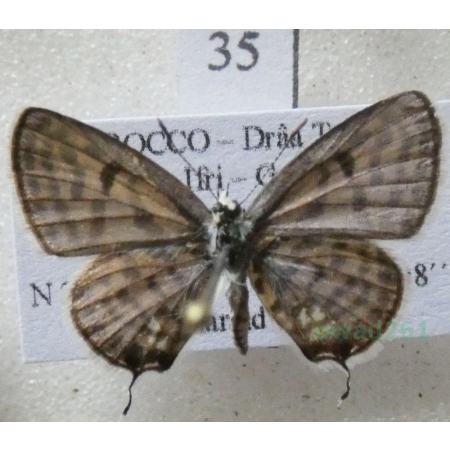 Tarucus rosacea (Austaut, 1885) male Morocco35